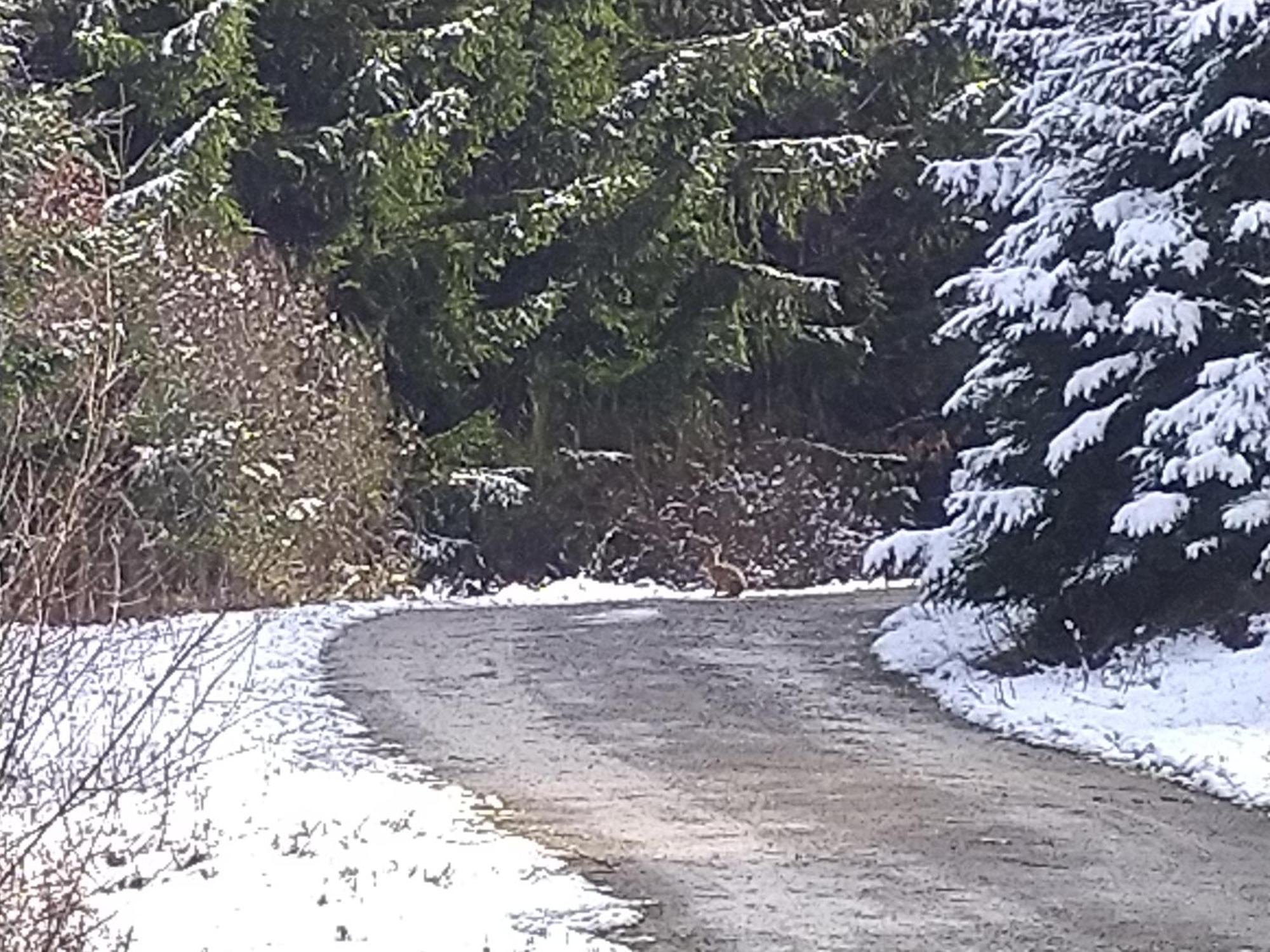 Euscheid Urlaub Mit Hund Auf Dem Bauernhof Hofswald 아파트 외부 사진