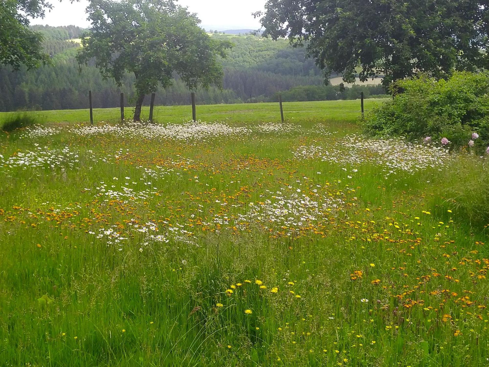 Euscheid Urlaub Mit Hund Auf Dem Bauernhof Hofswald 아파트 외부 사진