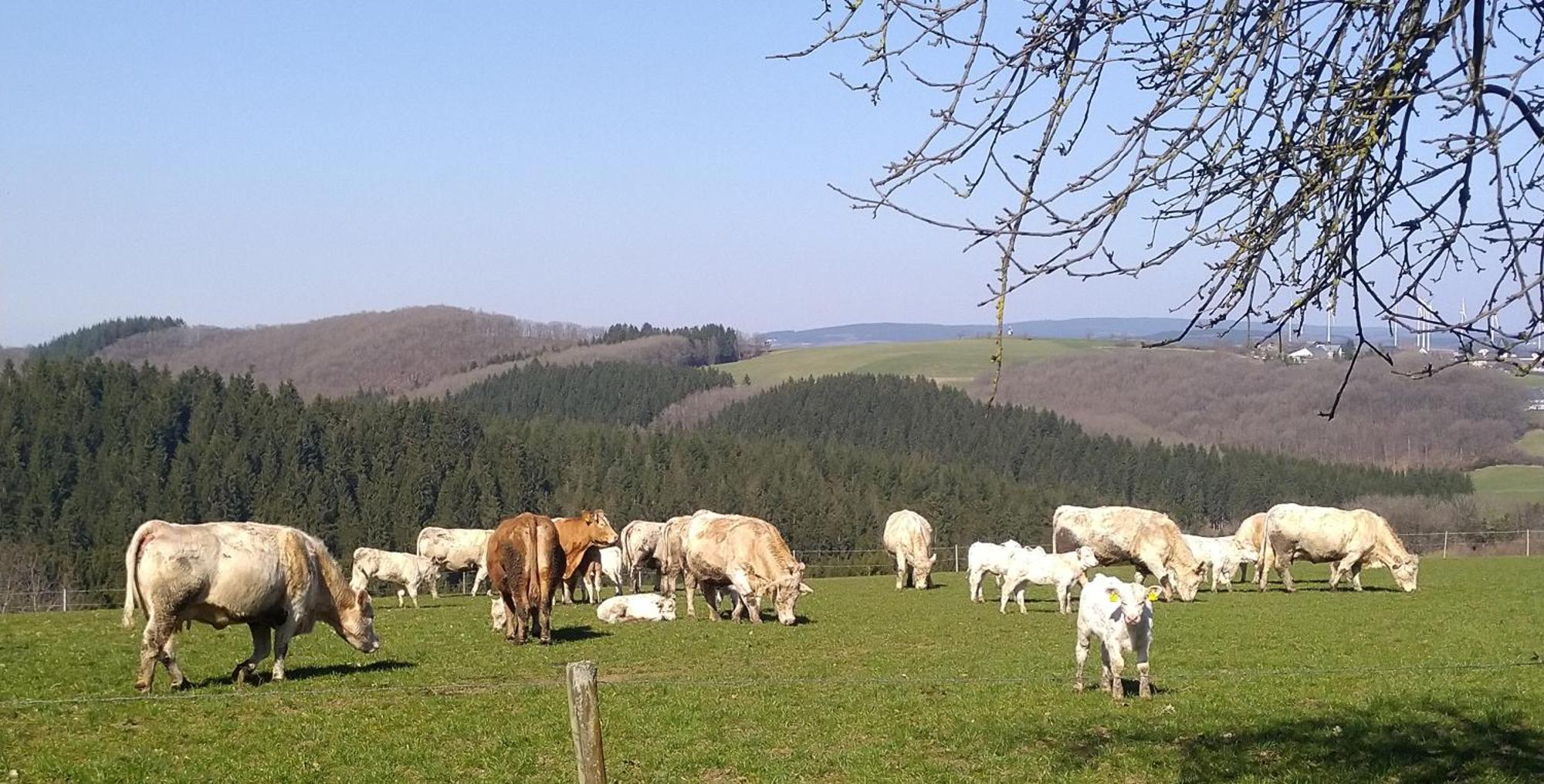 Euscheid Urlaub Mit Hund Auf Dem Bauernhof Hofswald 아파트 외부 사진