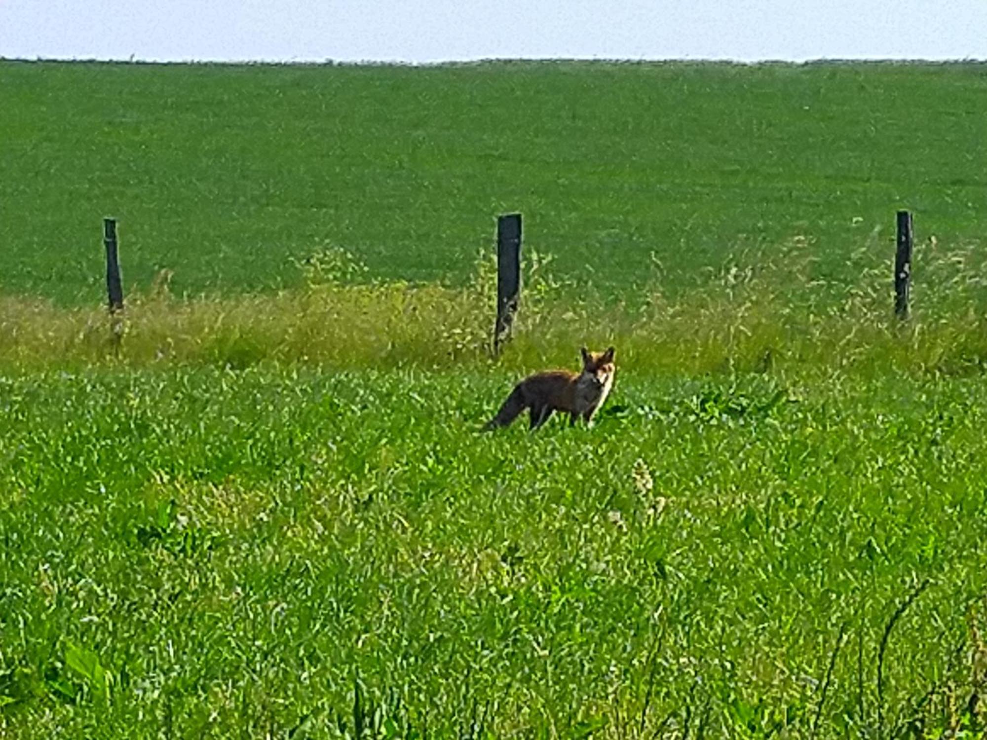 Euscheid Urlaub Mit Hund Auf Dem Bauernhof Hofswald 아파트 외부 사진