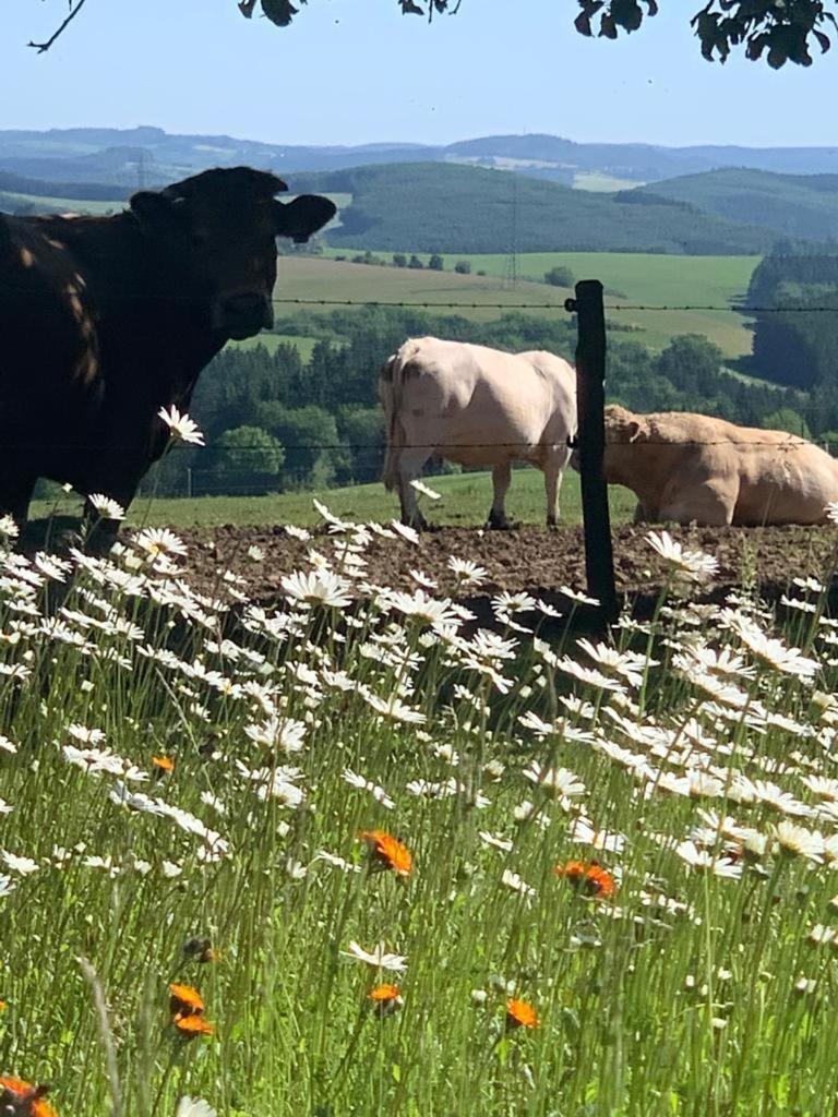 Euscheid Urlaub Mit Hund Auf Dem Bauernhof Hofswald 아파트 외부 사진